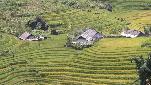 Rizières en terrasses dorées à Sapa